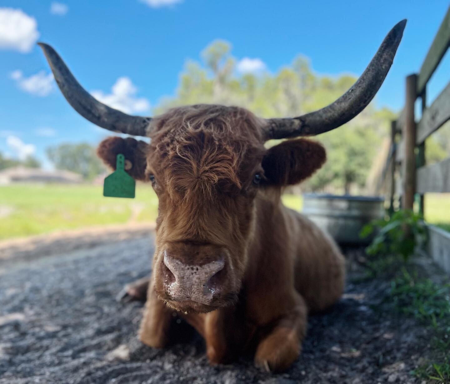 A long-horned Highland cow lying by the fence under a blue sky