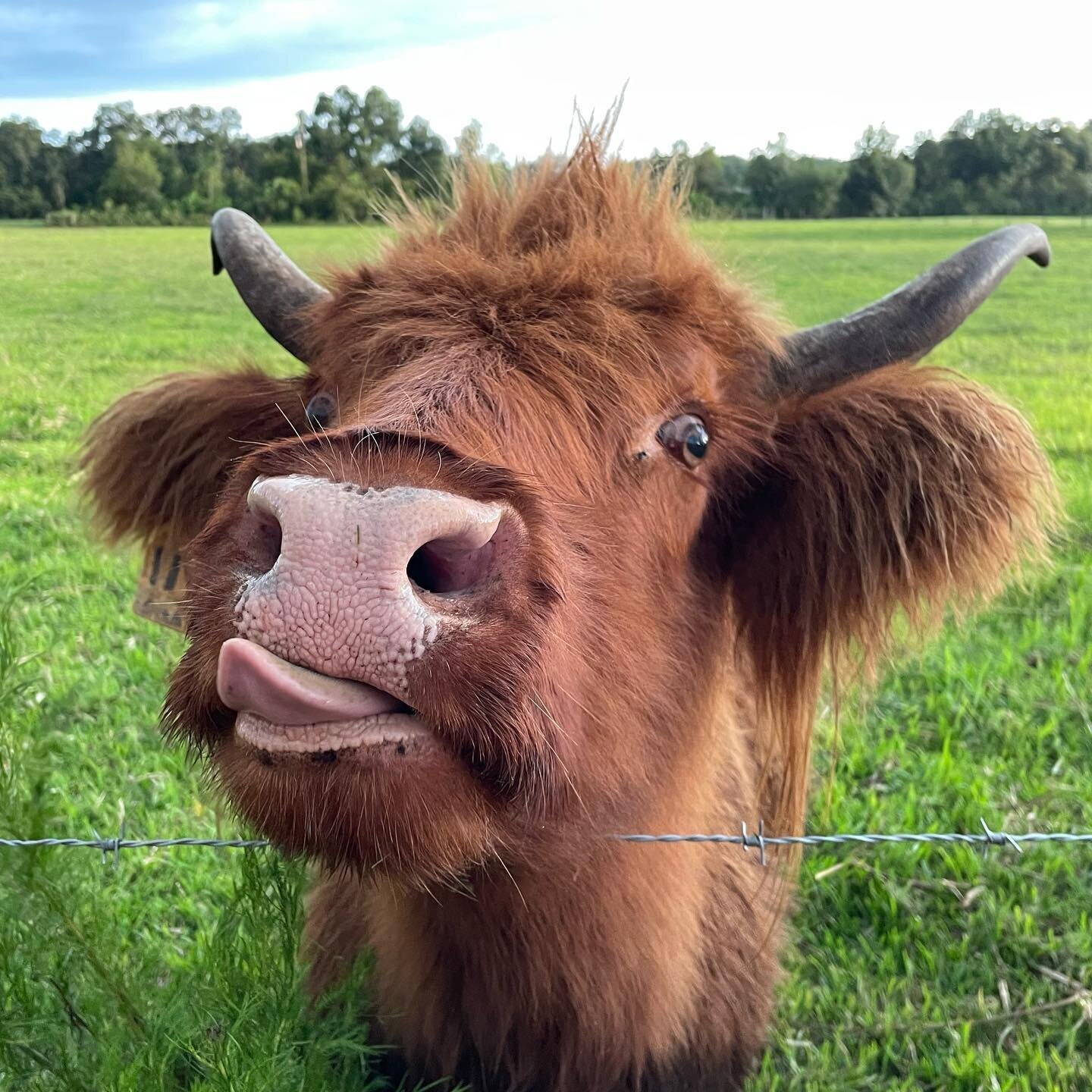A shaggy ginger Highland cow sticking out its tongue over the fence