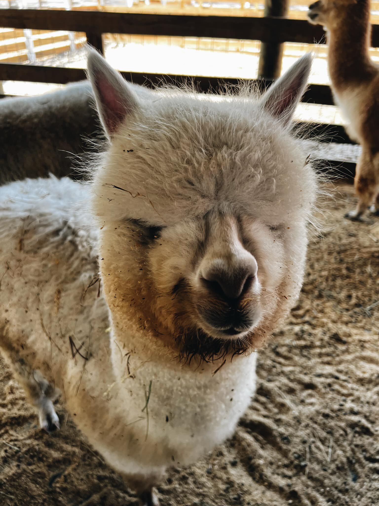 A cream alpaca with a fluffy topknot in the barn