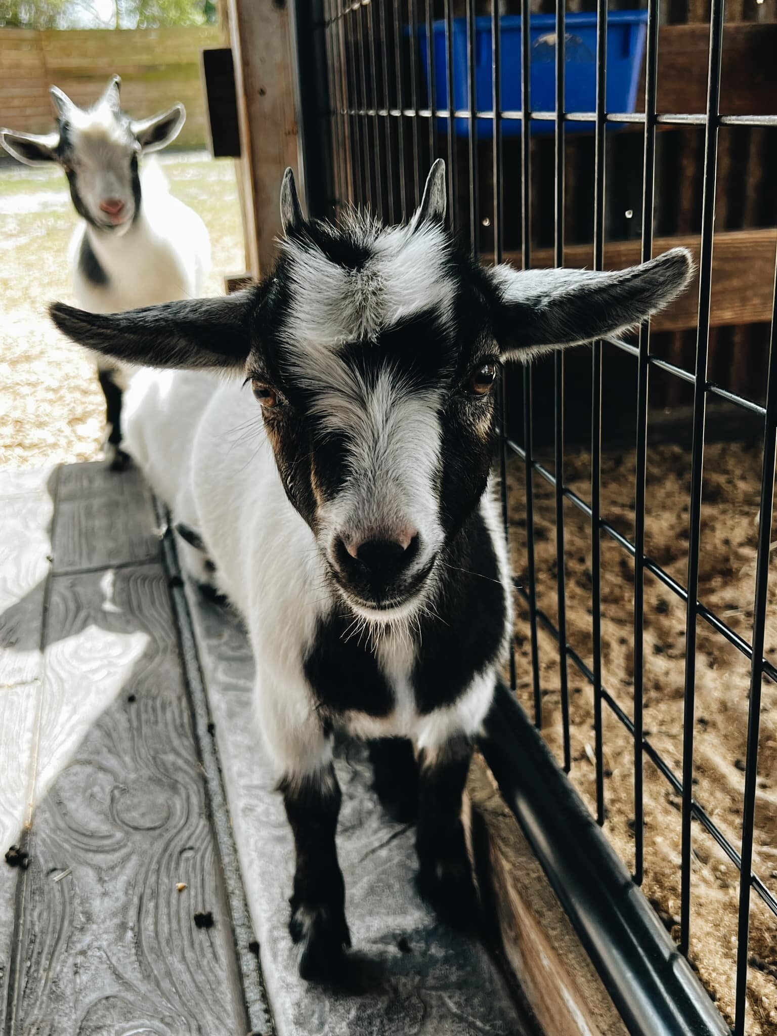 A black-and-white goat with curved horns in the barn