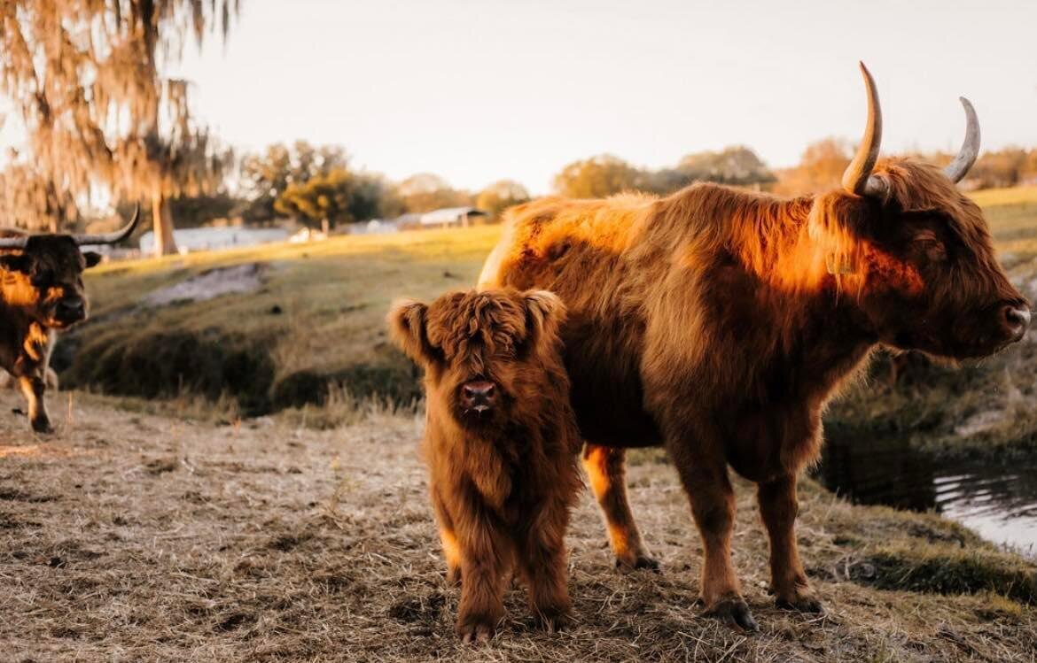 A Highland cow and her calf standing in golden evening light by the pond