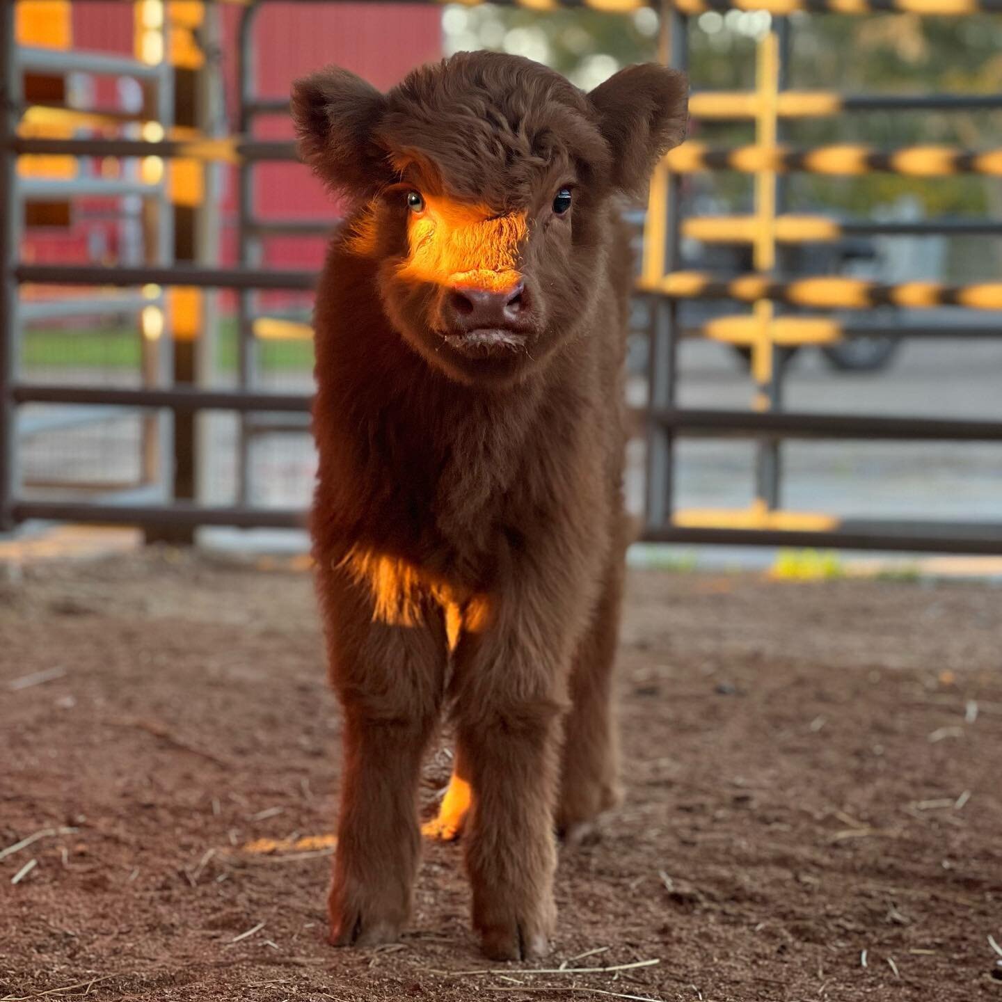 A Highland calf standing in the paddock in evening light