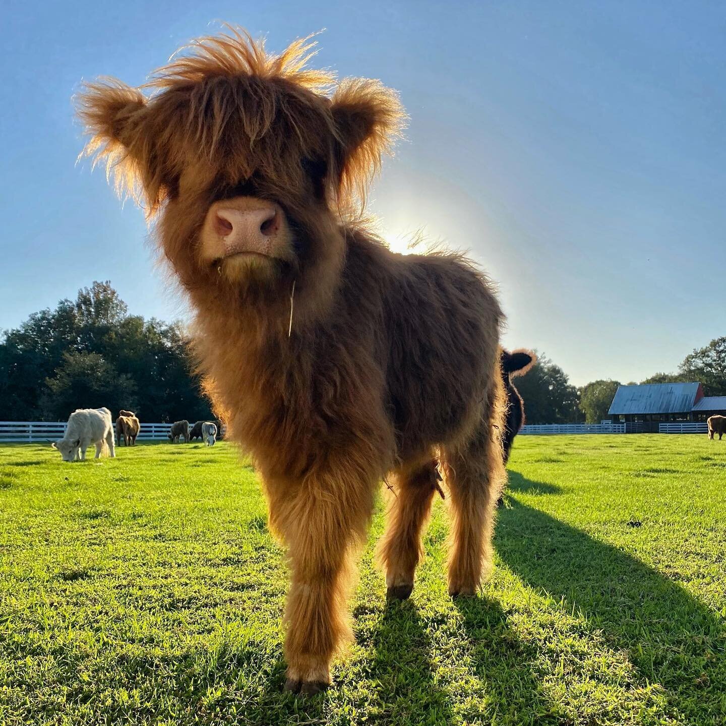A ginger Highland calf backlit by the sun in a green pasture