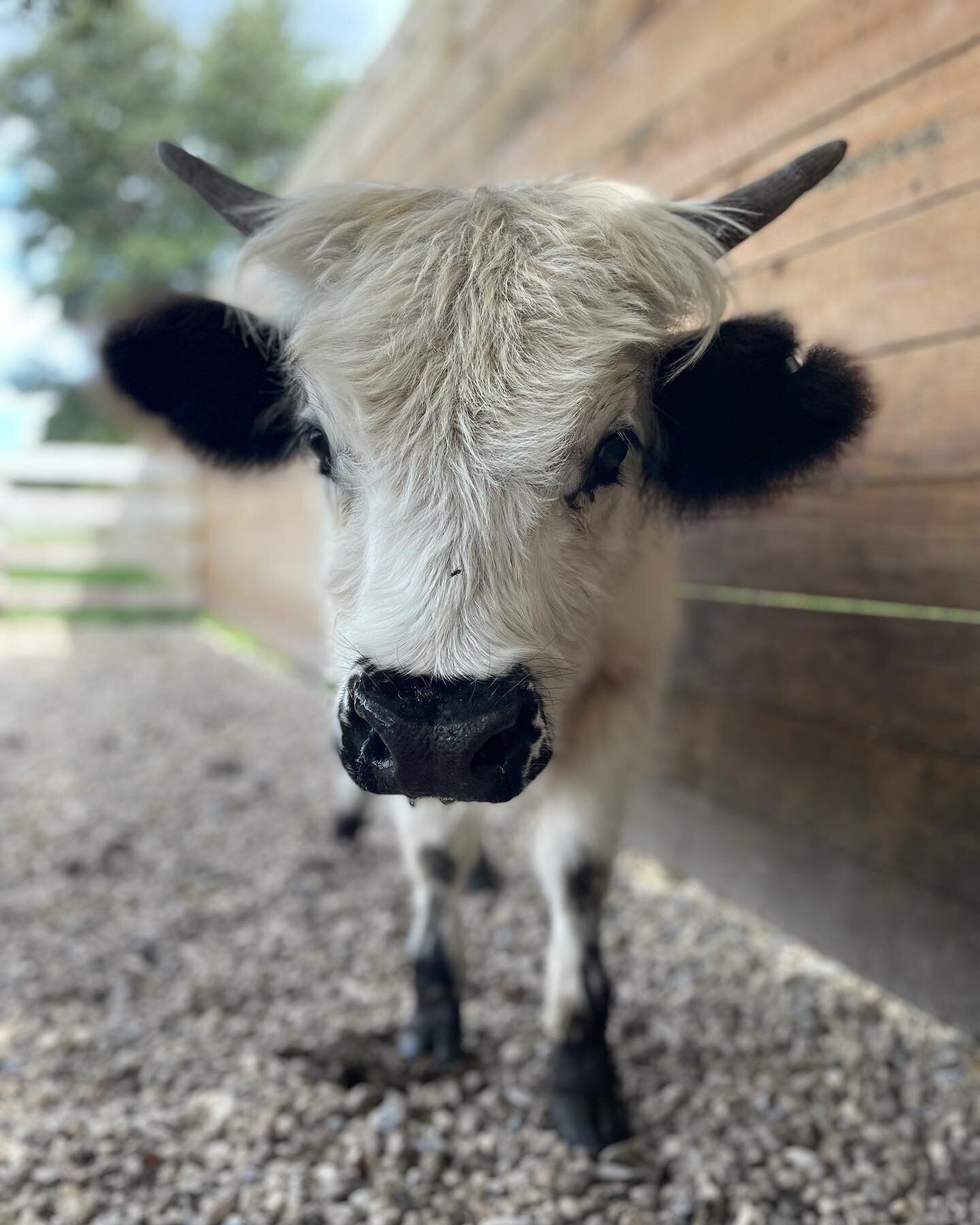 A white calf with black ears looking straight at the camera