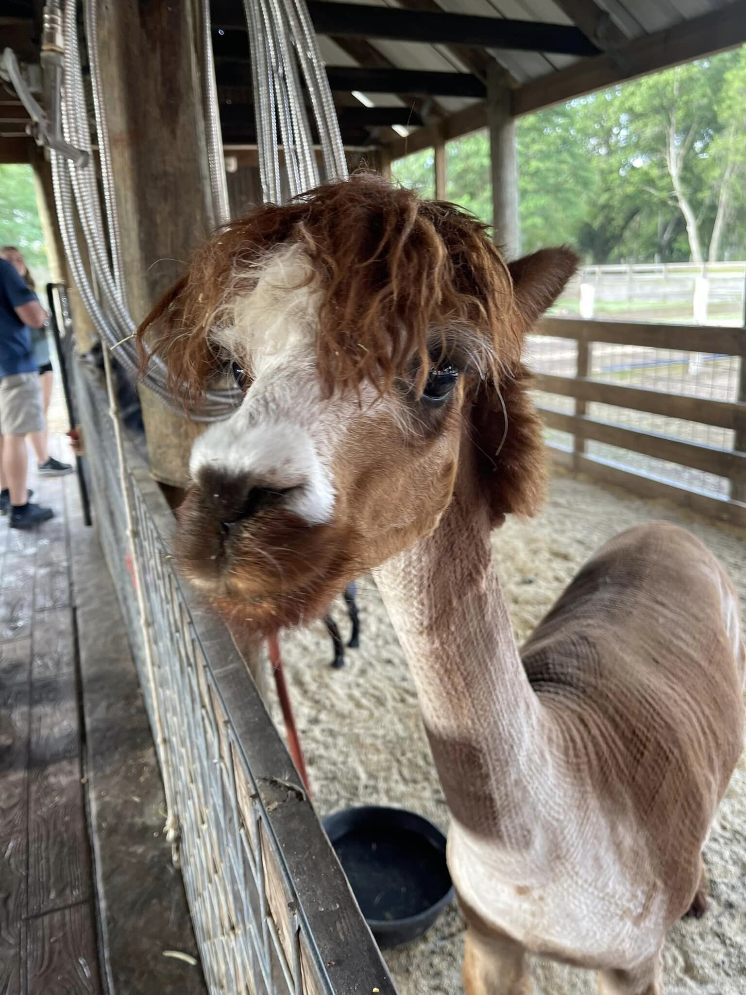 An alpaca with a shaggy fringe leaning out of the barn