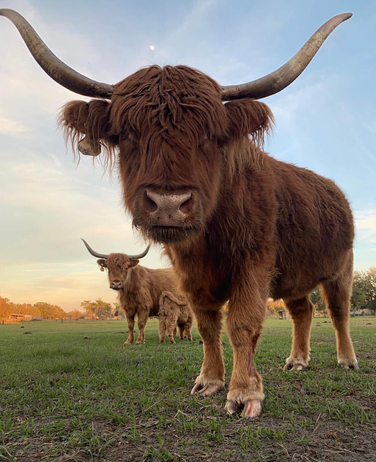 A long-horned Highland cow standing in the pasture at sunset with the herd behind