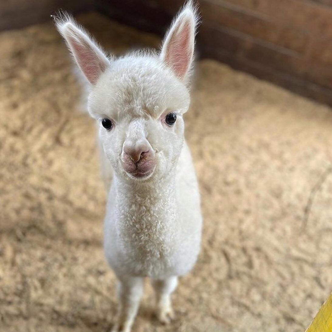 A white baby alpaca with tall ears standing in the straw
