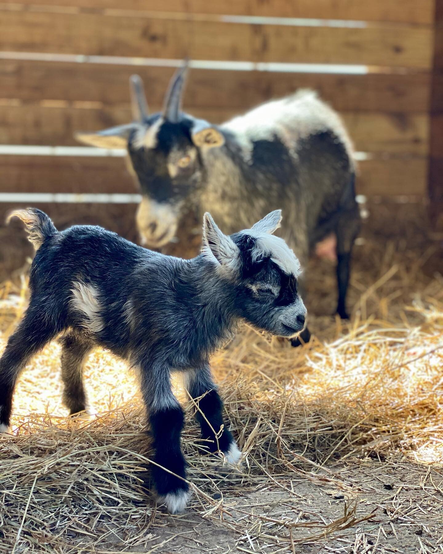 Two baby goats, one grey and one black, in a straw-filled pen