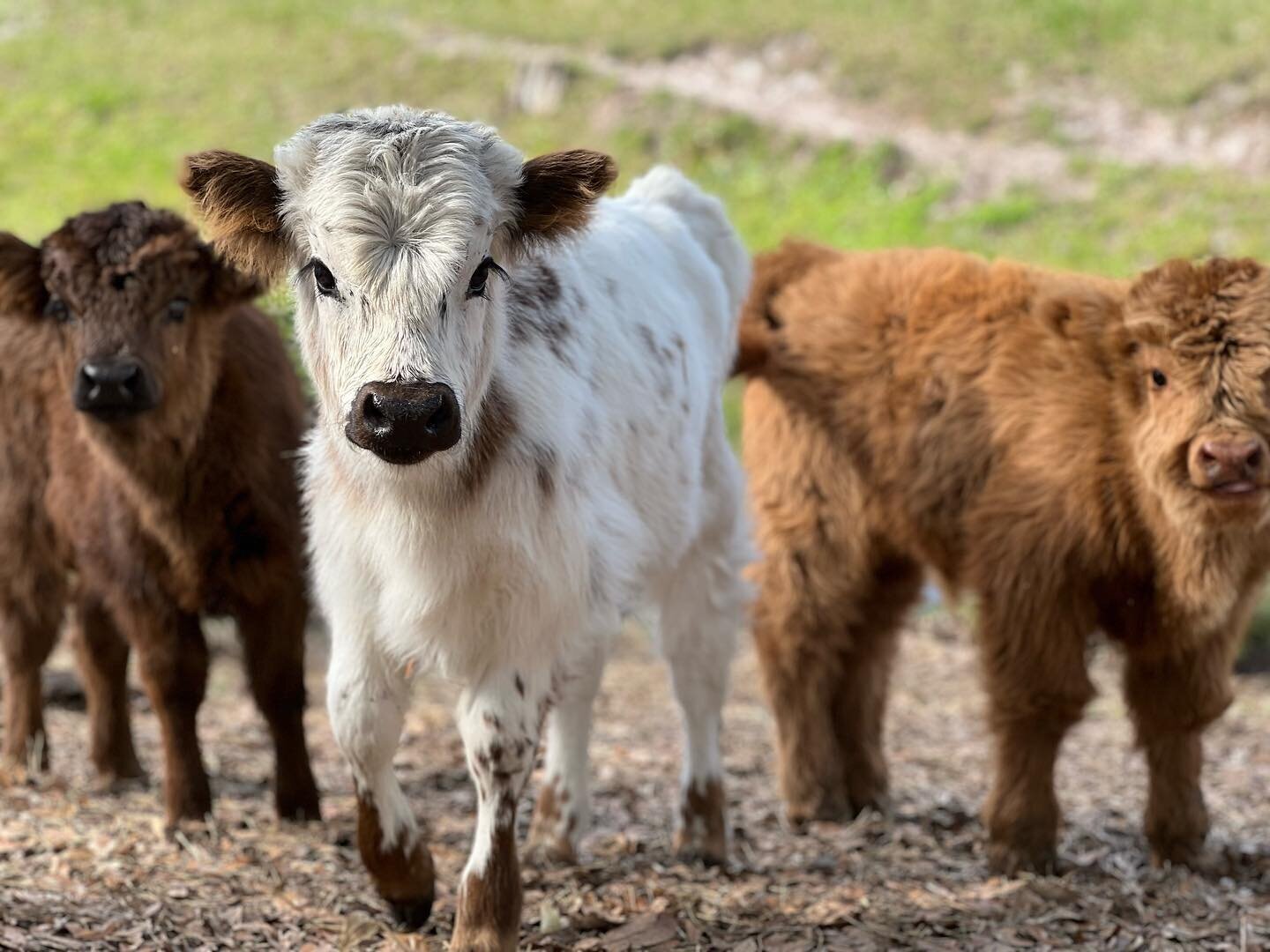 Three fluffy Highland calves — one brown, one white, one ginger — walking toward the camera